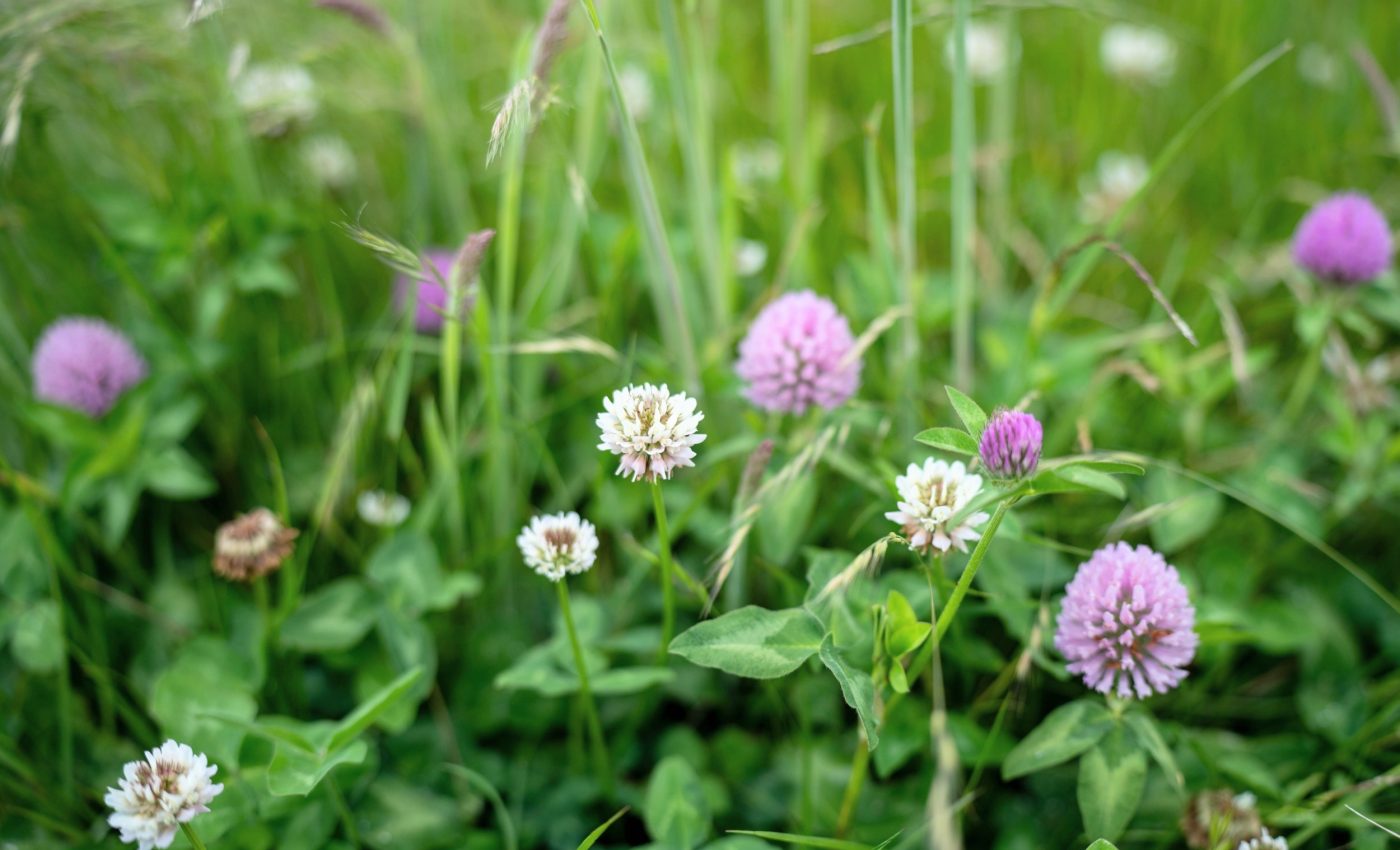Mixed grasslands grow more food with less fertilizer