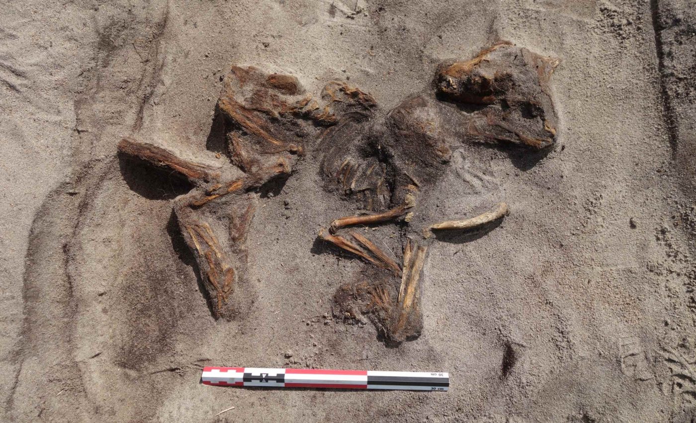 Viking woman discovered buried with her dog inside a small boat