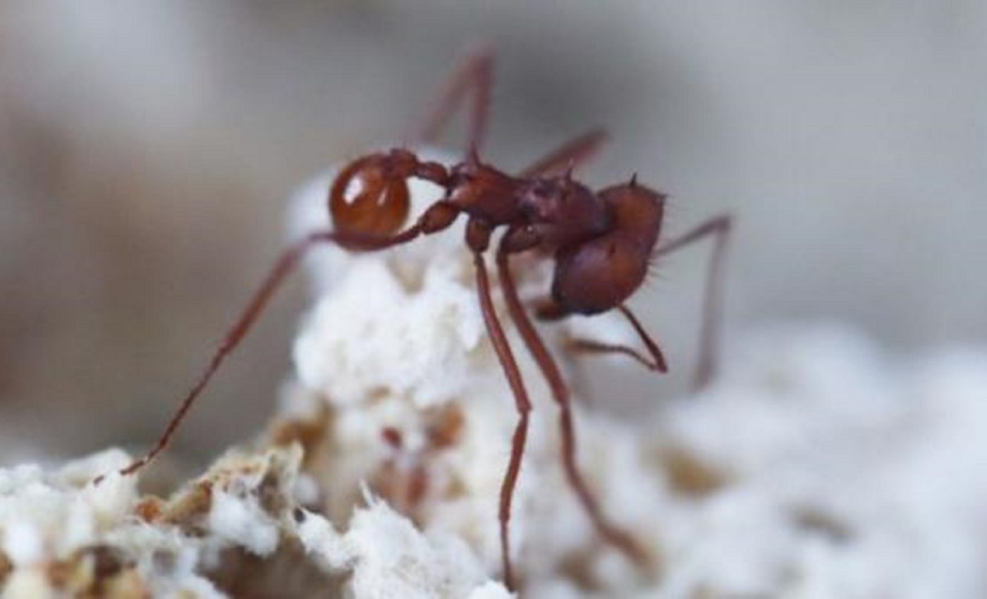 Ancient fungus predates its ant partners by 18 million years
