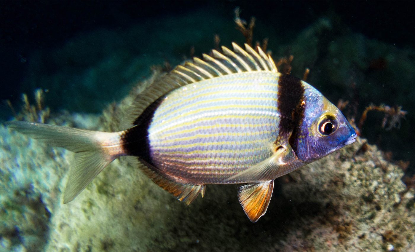 Biologists find the evolutionary explanation for why some fish change sex