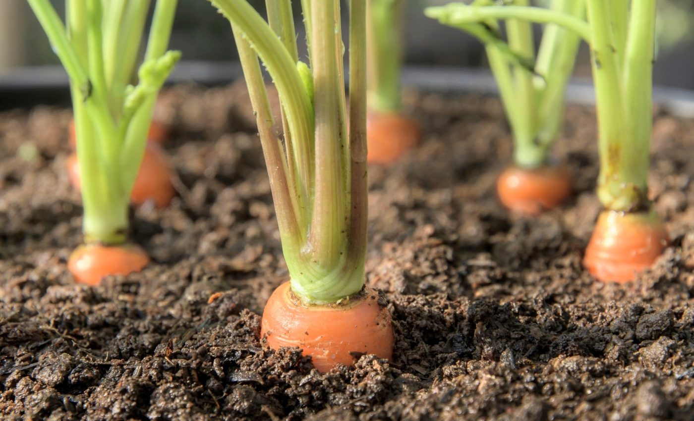 Plants use melatonin as a secret weapon - and it's not for sleep