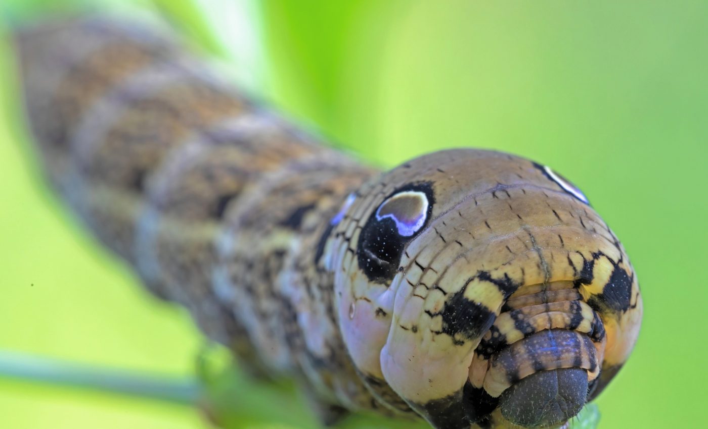 Hawkmoths hiss like snakes to scare away predators