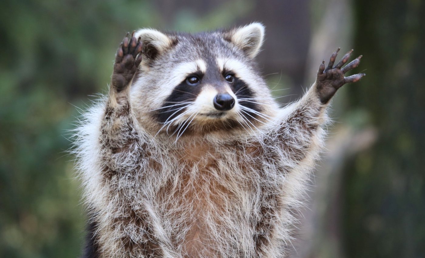 Urban raccoons are adapting their faces to survive city life