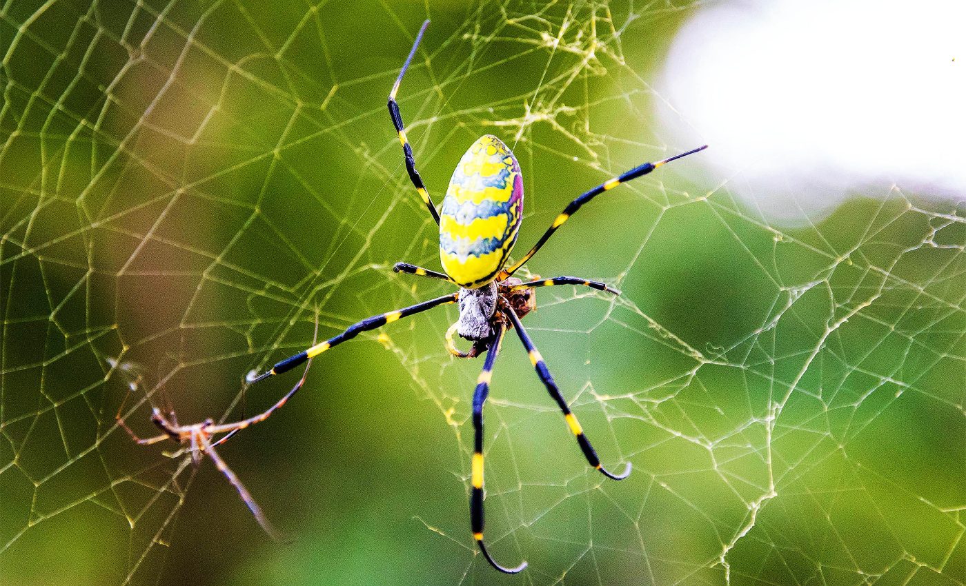 Giant spider species is methodically spreading across the US