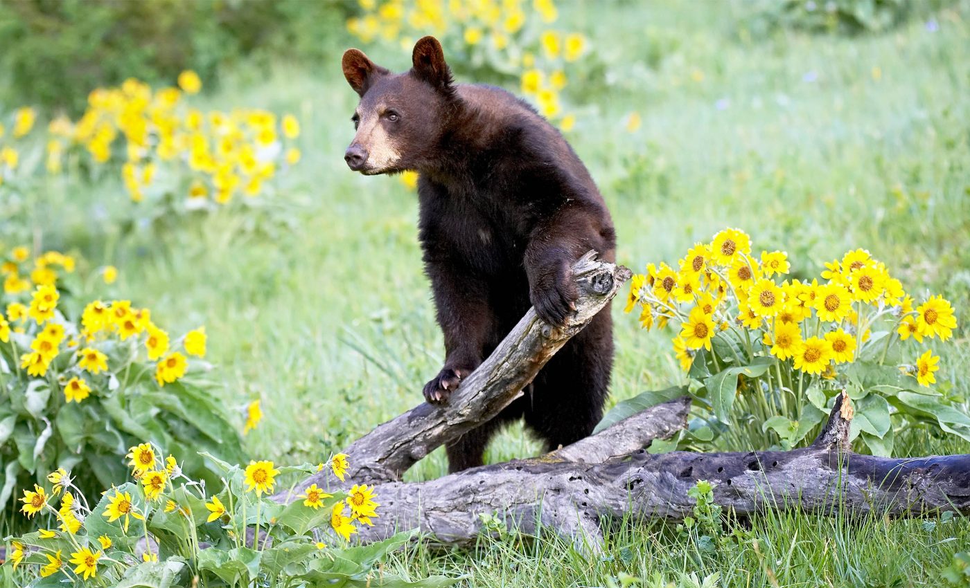 Thousands of animal species are permanently losing their habitats