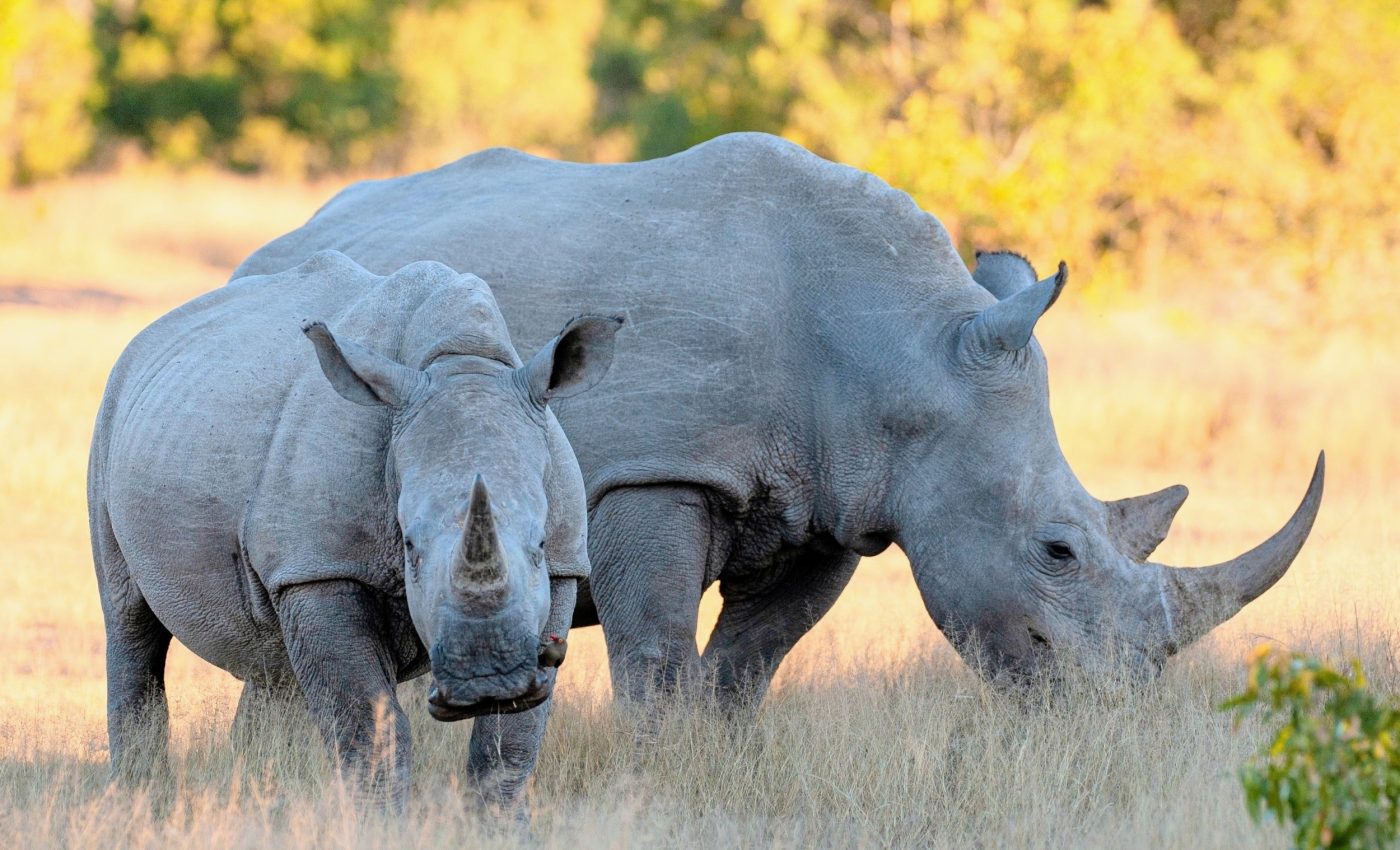 Hidden salt shortages are changing animal behavior in Africa