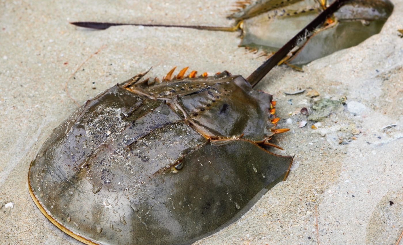Horseshoe crabs were dying from infections 300 million years ago