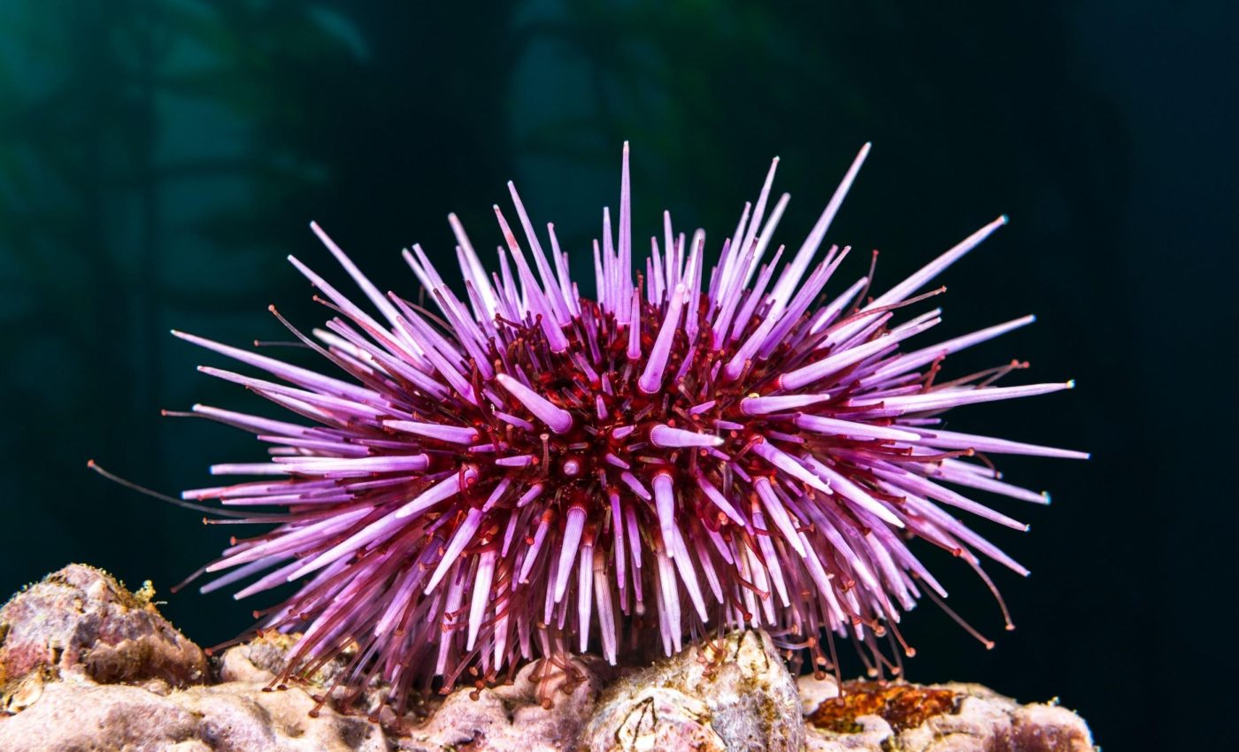 Mysterious pandemic is wiping out sea urchins worldwide