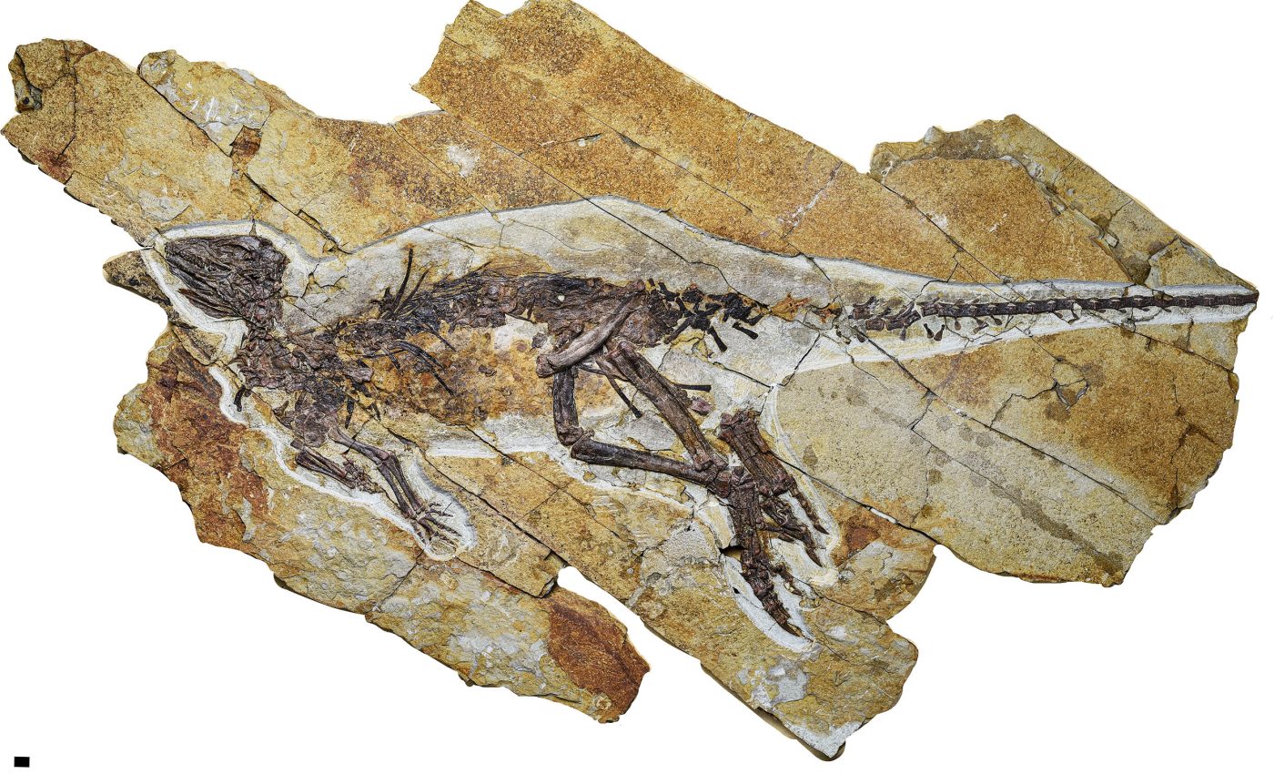 Dinosaur fossil with preserved 'voice box' reveals how it may have sounded