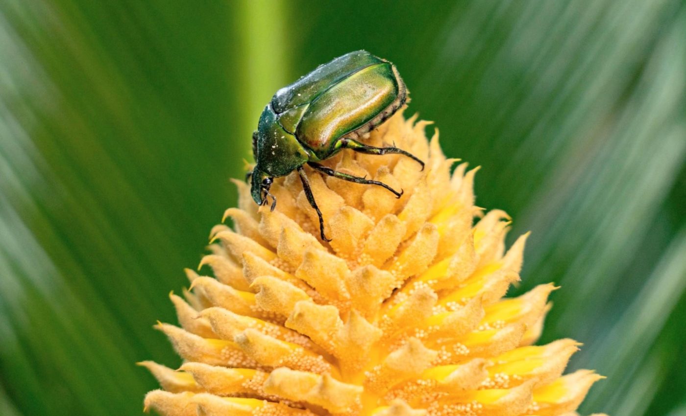 Ancient plants turned up the heat to lure beetle pollinators