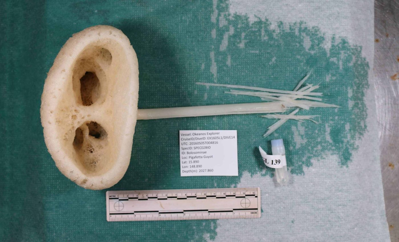 New sponge species is so strange it was given the name 'magnificent alien'