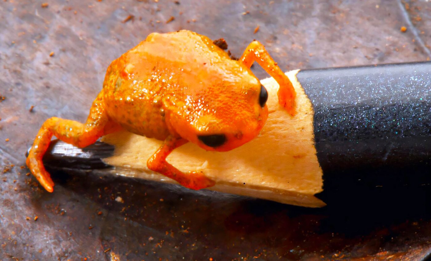 New pumpkin toadlet discovered in the mountains is the size of a pencil tip