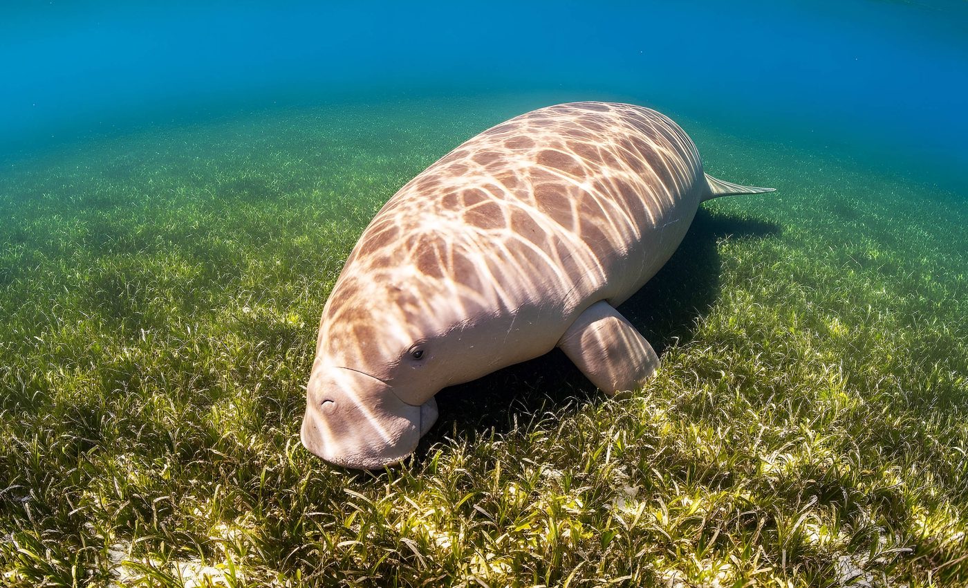 Sea cows have maintained seagrass meadows for over 20 million years