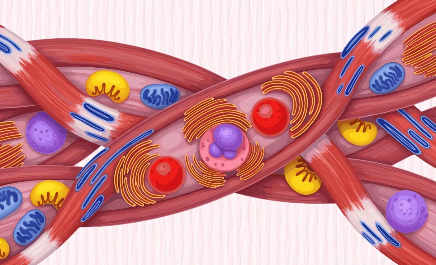 Scientists finally learn how muscles rebuild and repair themselves