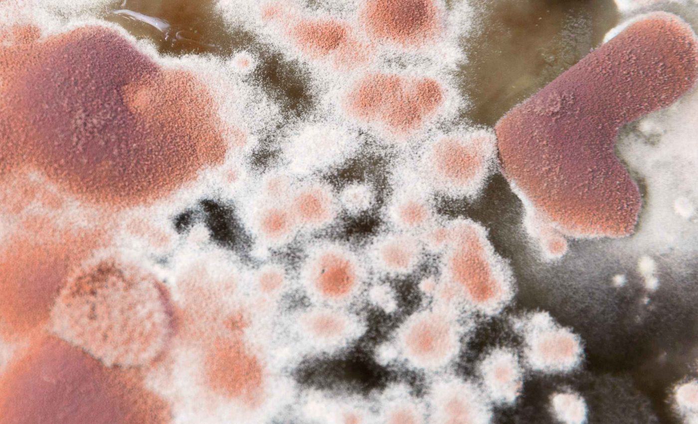 Longest-living fungi are able to slow down deadly mutations for centuries