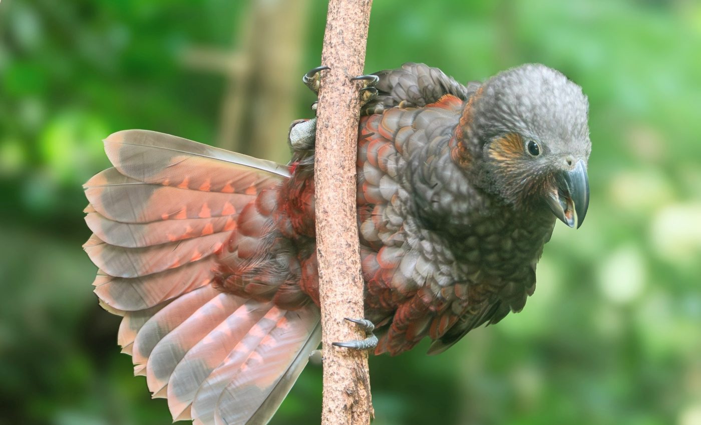 Birds rely on internal clocks that are increasingly being disrupted