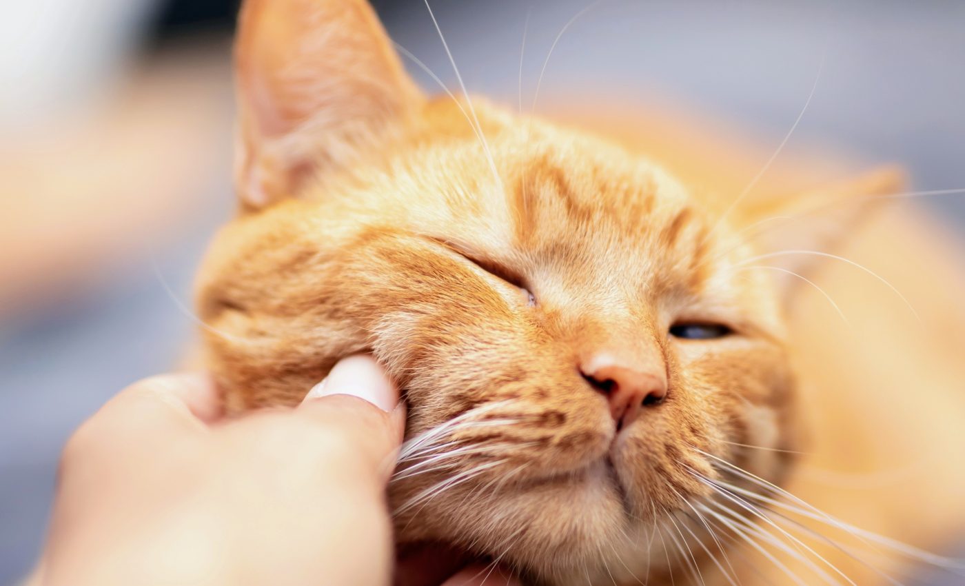 Cats communicate more through purrs than meows