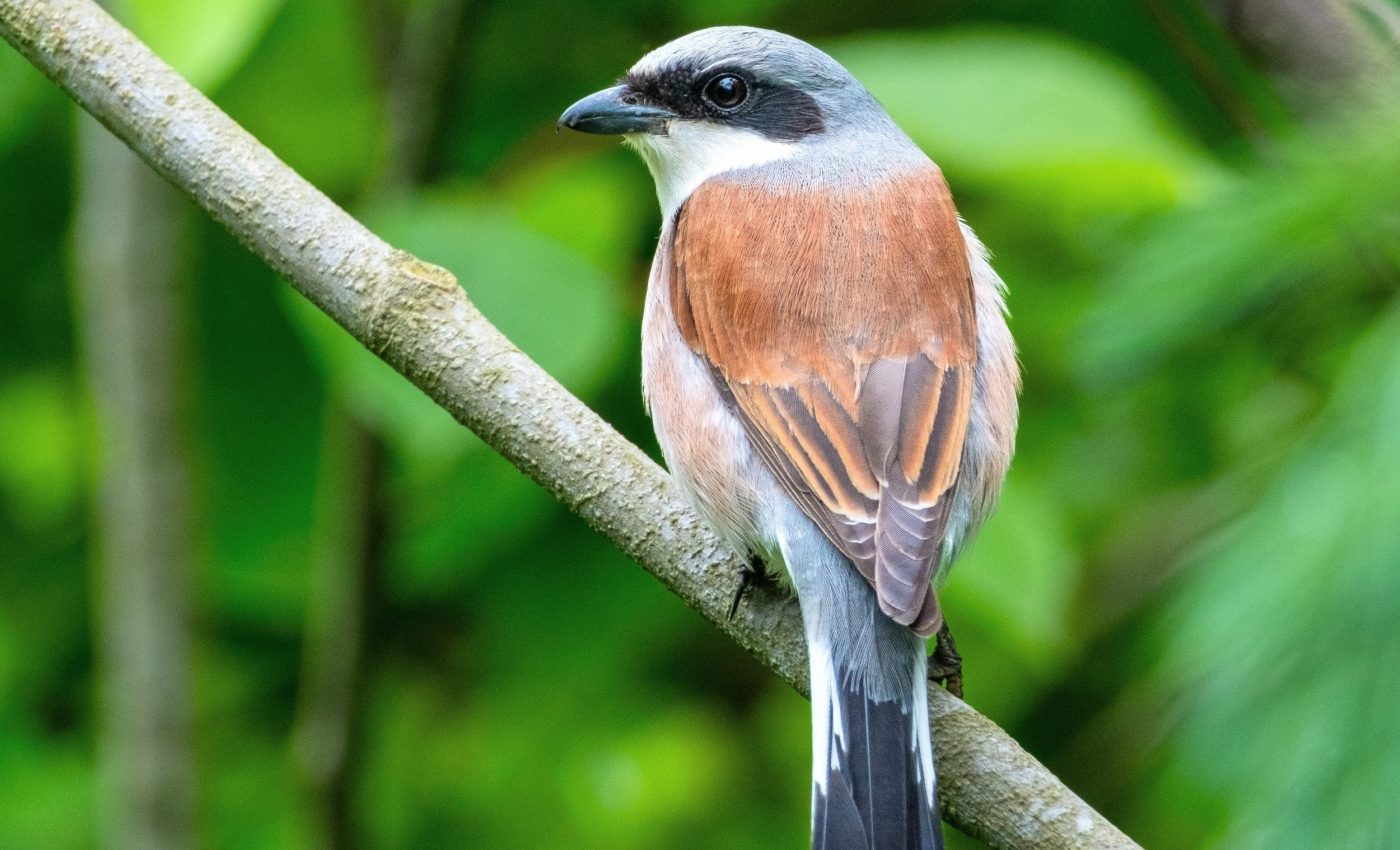 Some birds follow a built-in migration schedule across continents