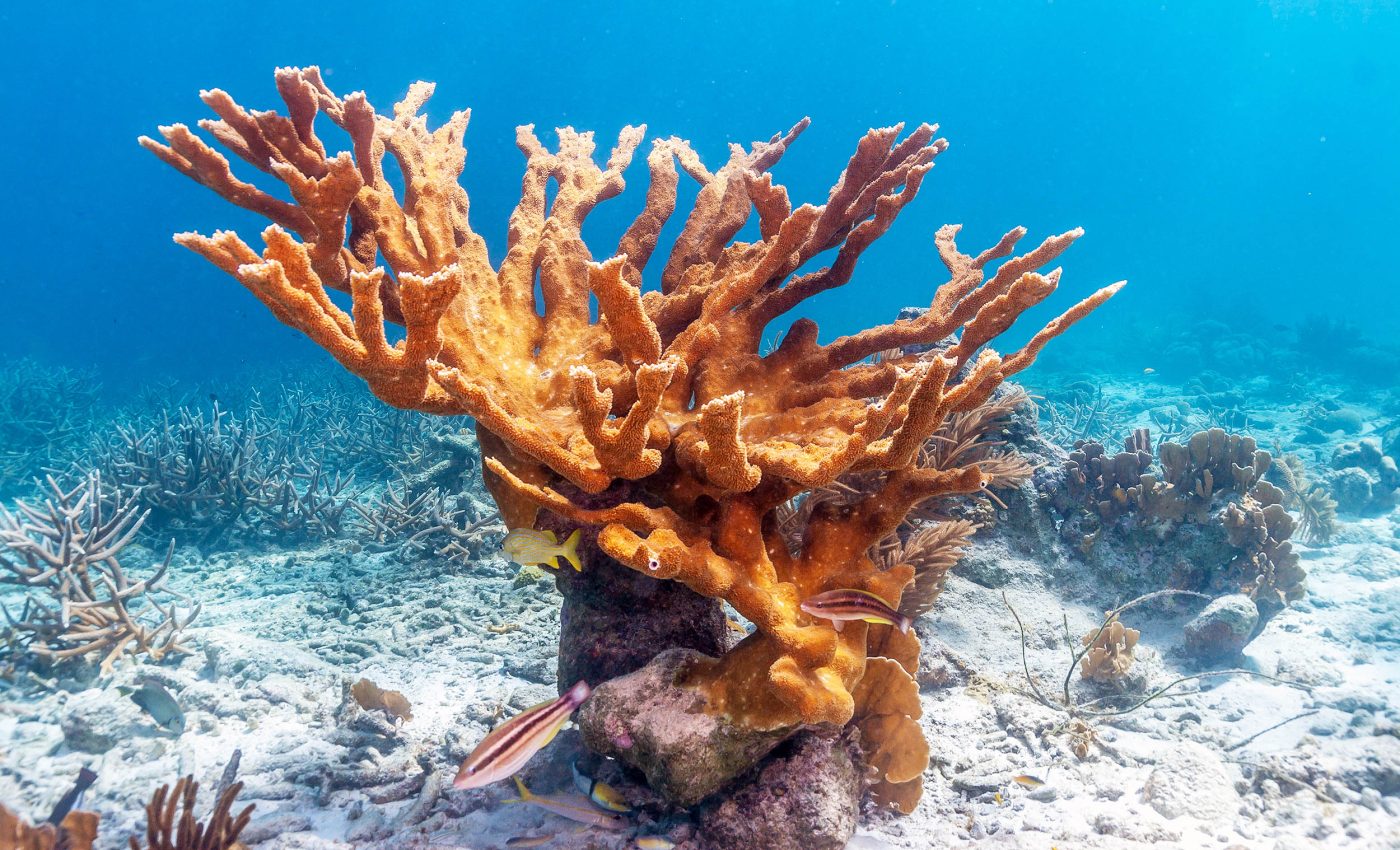 Scientists declare elkhorn and staghorn corals 'functionally extinct'