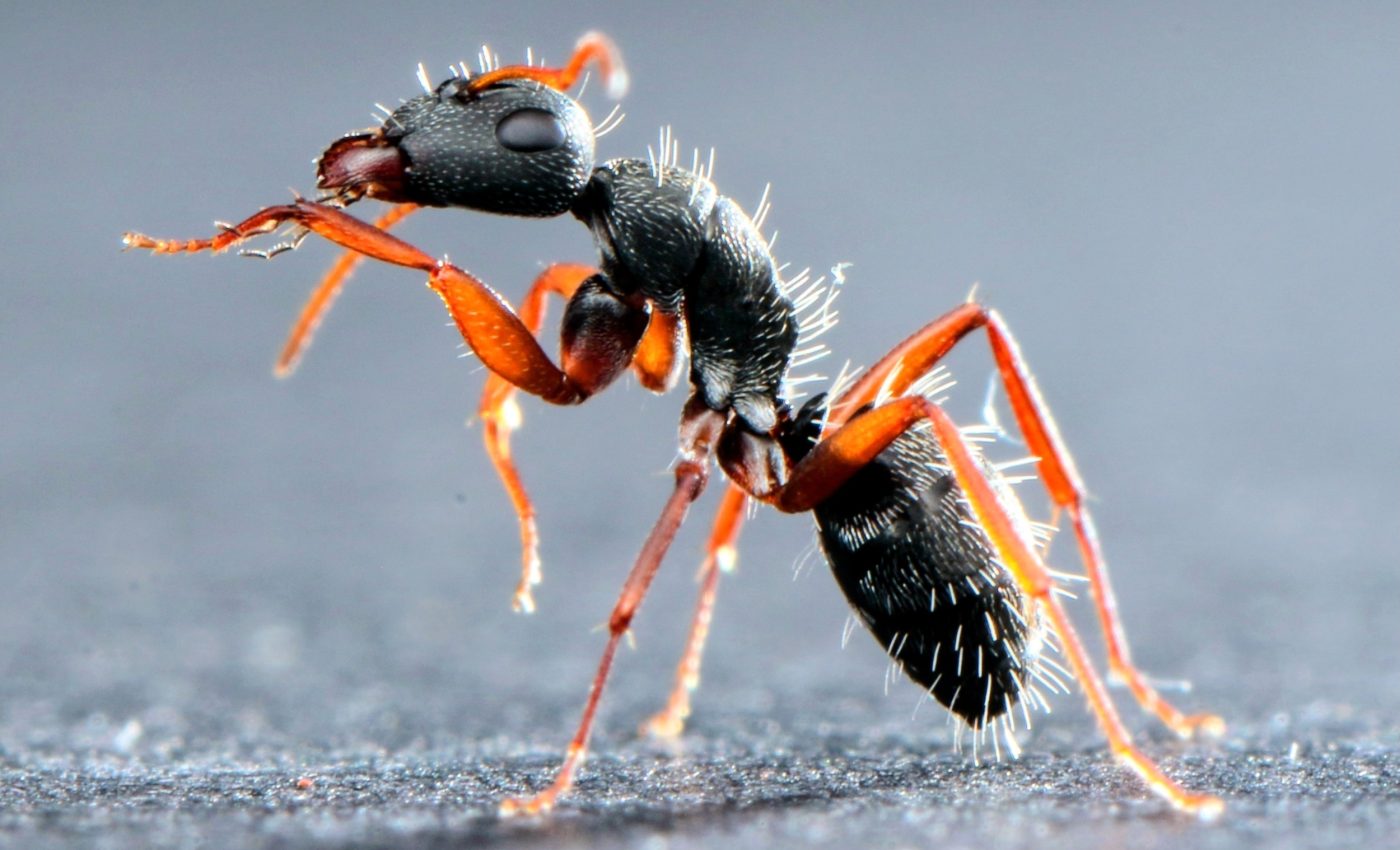 Ants are more vulnerable to invading parasites in hotter climates