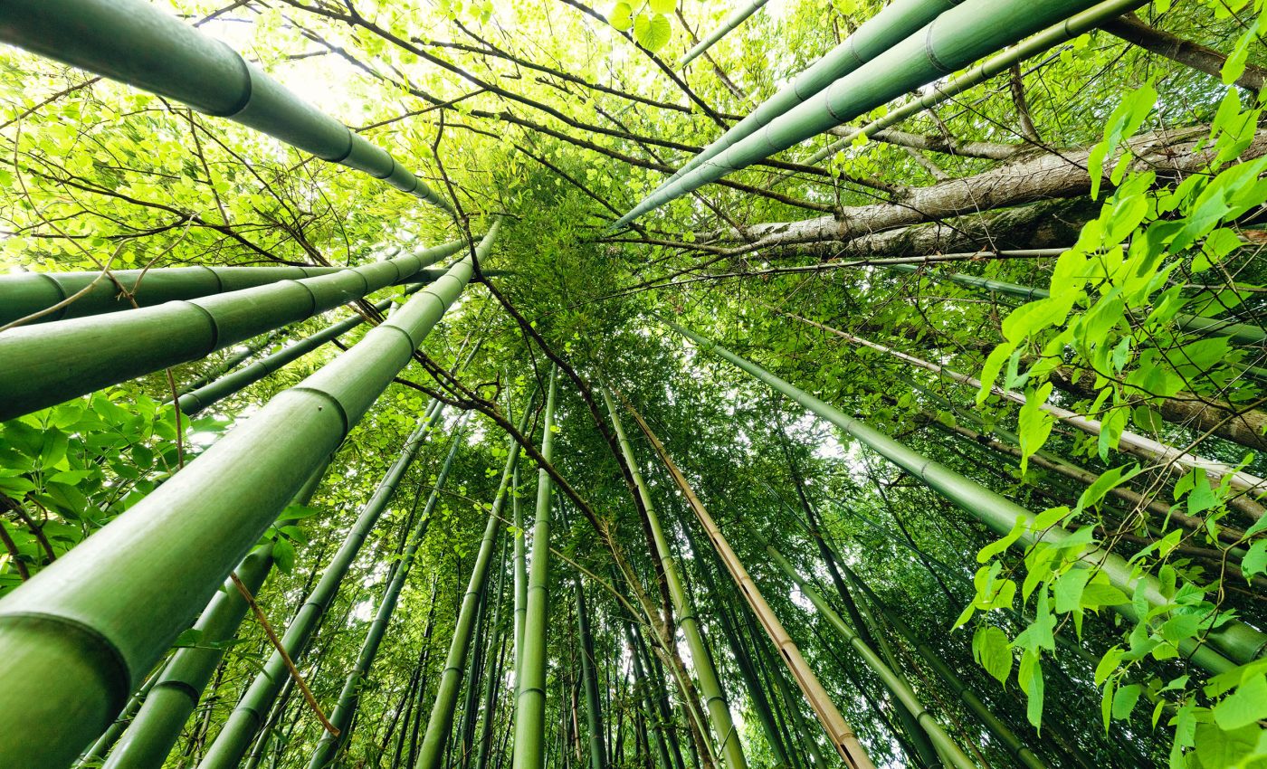 Bamboo plant species that only blooms every 120 years may never bloom again