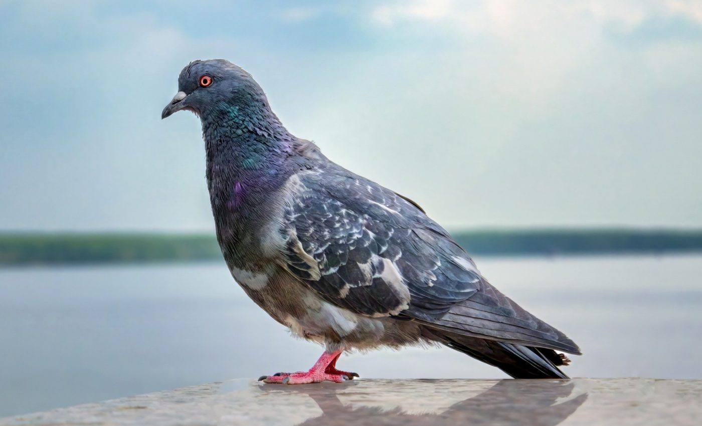 Pigeons sense Earth’s magnetic field in an unexpected way
