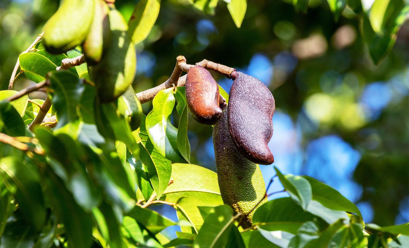 Little-known tree has enormous potential as both food and medicine