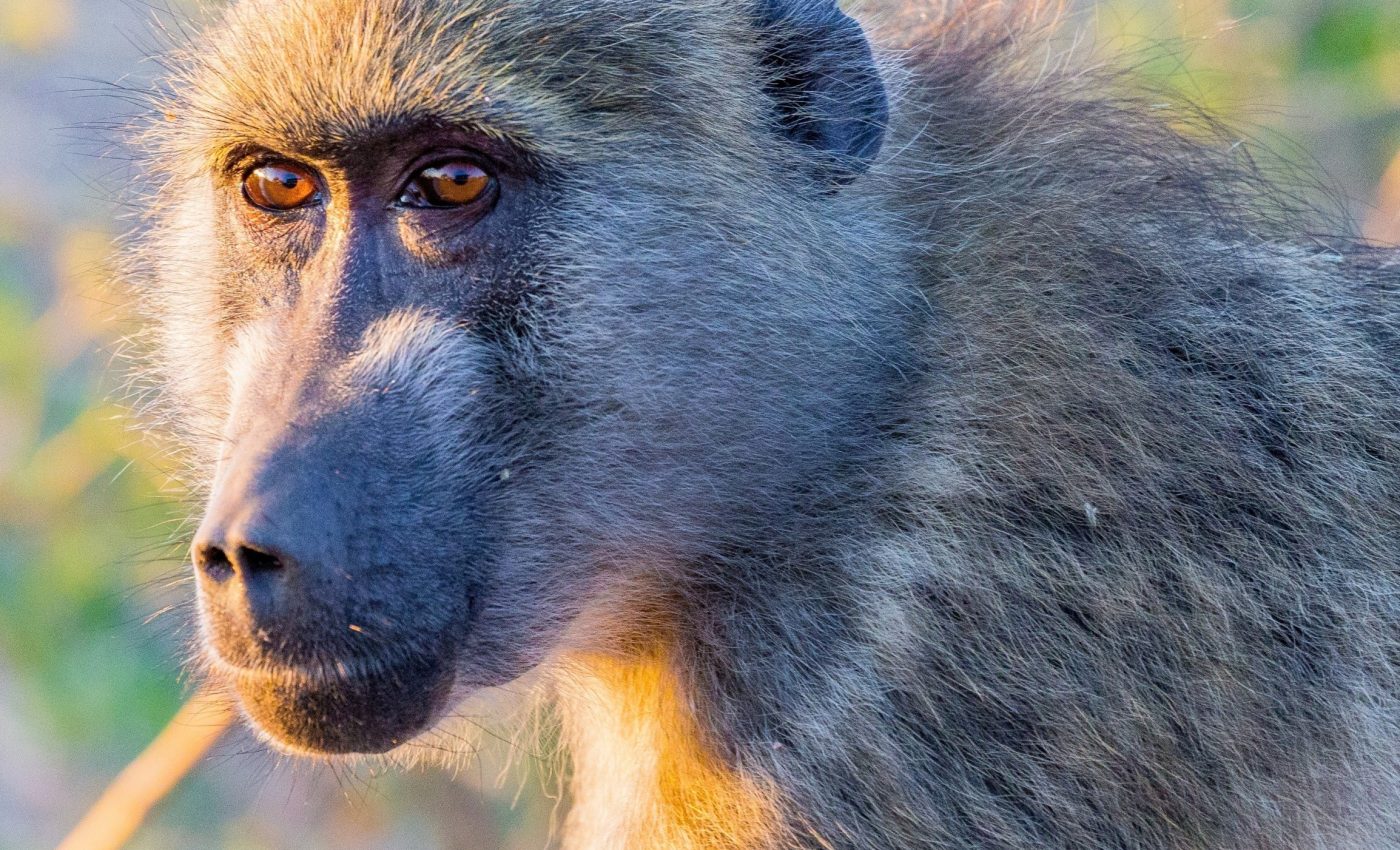 Dominance means less sleep at nights for baboons