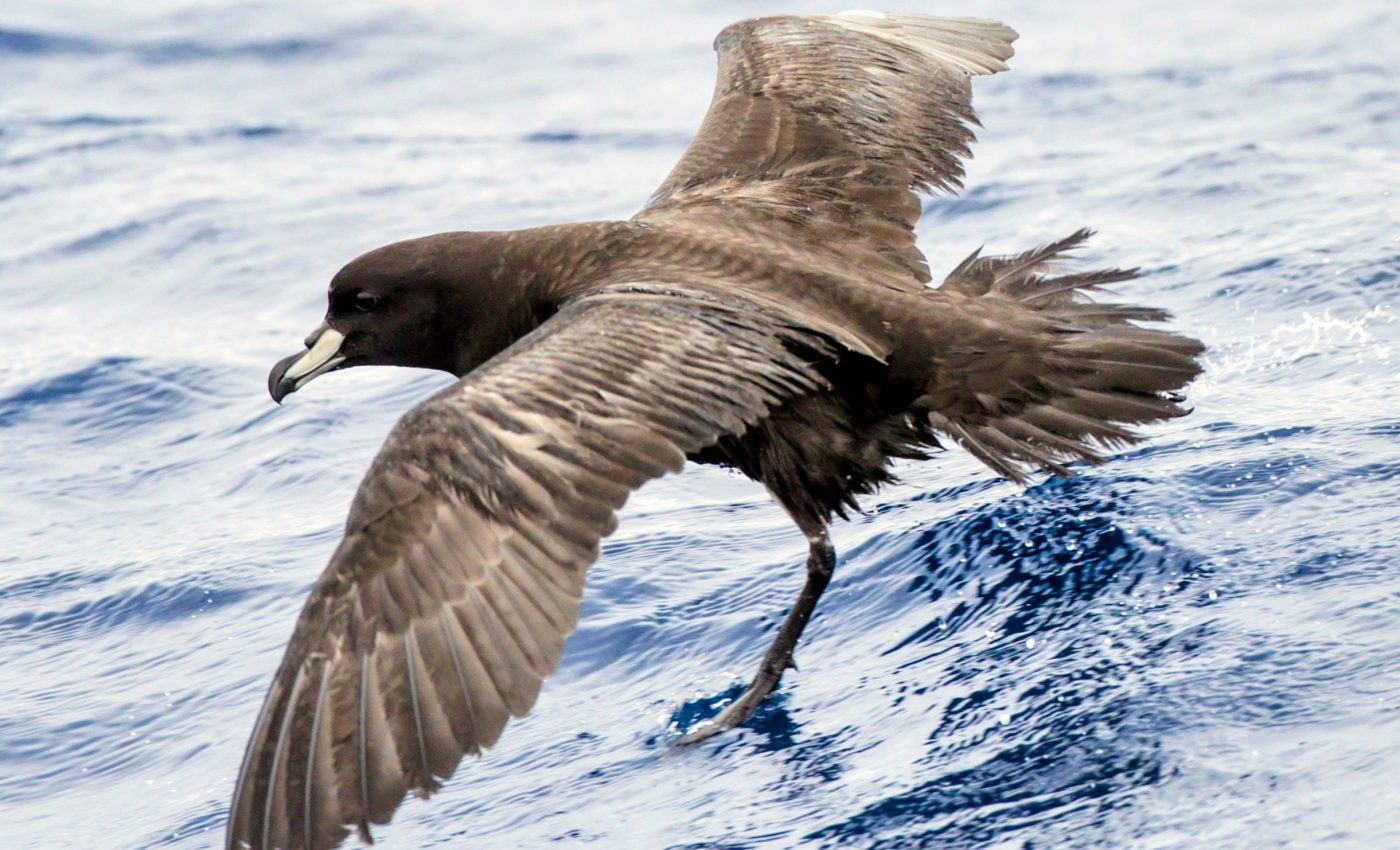 Seabirds reveal that forever chemicals have reached the most remote ecosystems