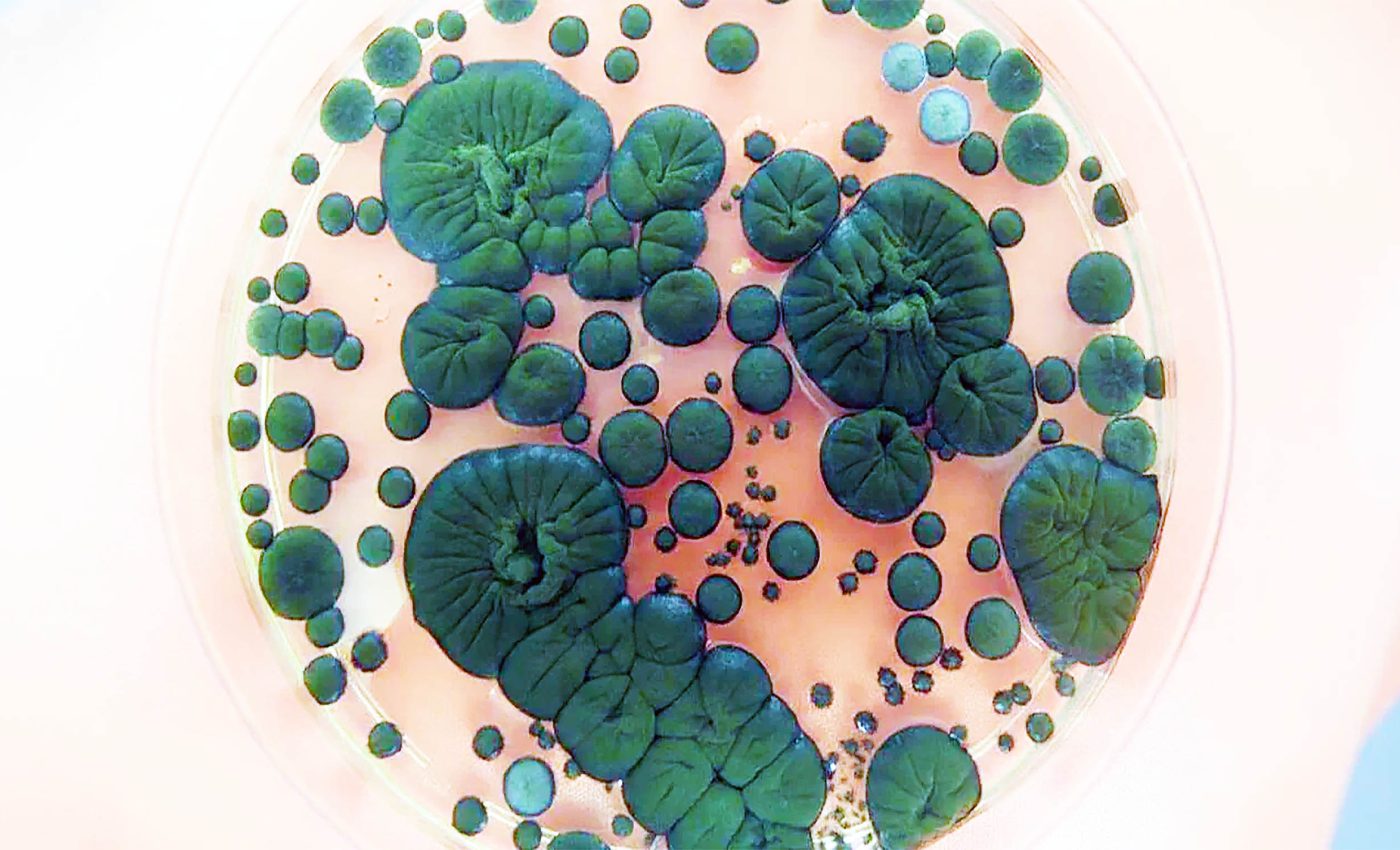 Black fungus living at Chernobyl evolved to 'eat' radiation, proving helpful for space travel