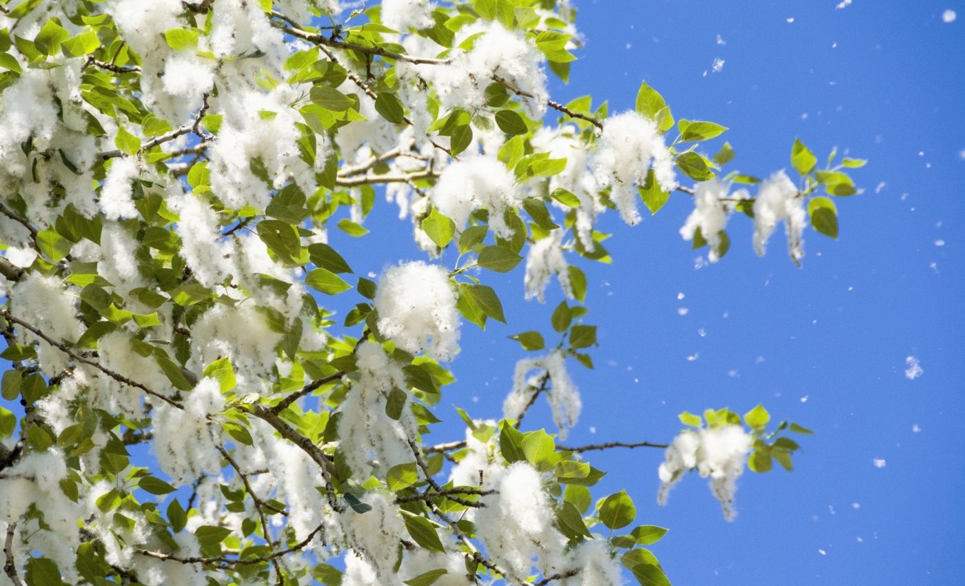 Plants are more successful when their genes work together