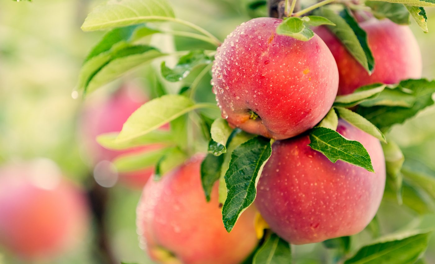 How the apple became such a ubiquitous iconic fruit across the globe How the apple became such a ubiquitous iconic fruit across the globe
