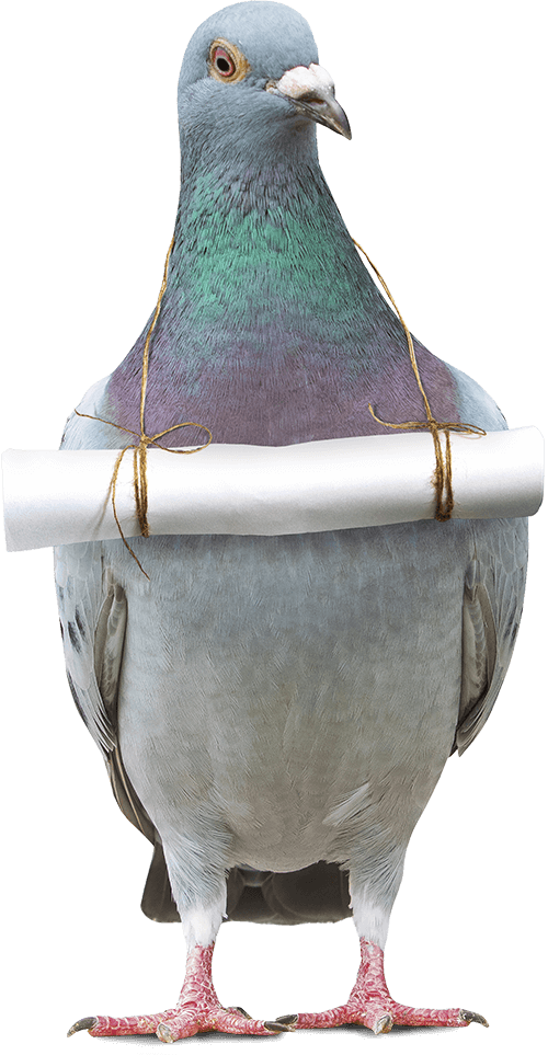 pigeon